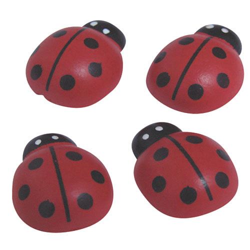 Grandes coccinelles